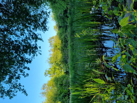Green grass and blue sky in the park. Beautiful nature background.の写真素材