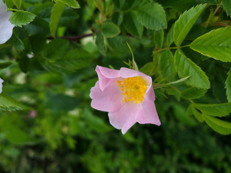 Pink flower of wild rose (Rosa canina) in the gardenの写真素材