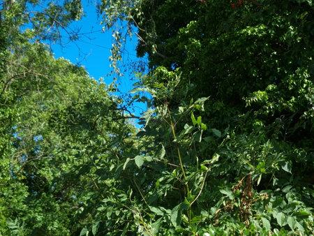green leaves on the background of the blue sky in the summer forestの写真素材