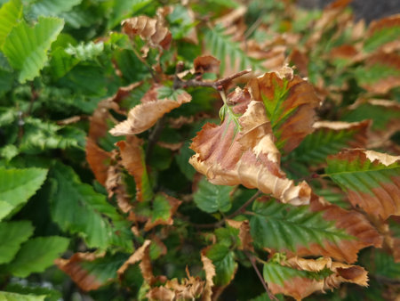 Autumnal leaves of a hazelnut tree in the gardenの写真素材