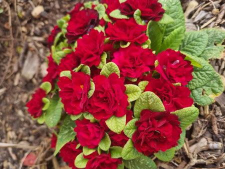 Red primula flowers in the garden on a sunny spring day.の写真素材