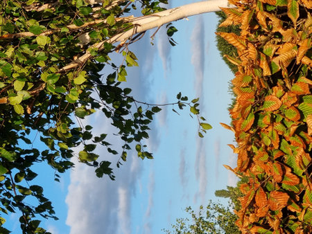 Autumn leaves on the background of blue sky with white clouds.の写真素材