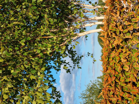 Autumnal trees in the park on a background of blue skyの写真素材