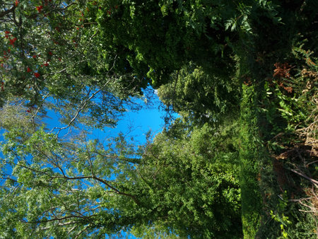 Green trees and blue sky. Nature background. Green tree and blue sky.の写真素材
