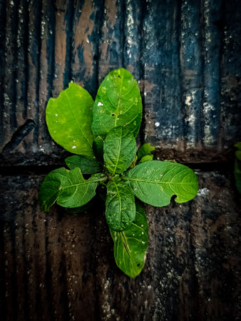 Green leaves on old wooden background. Selective focus. Toned.の写真素材