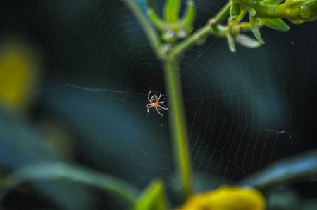 Spider webの写真素材