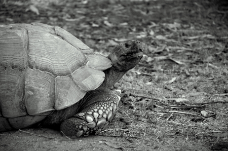 Turtleの写真素材