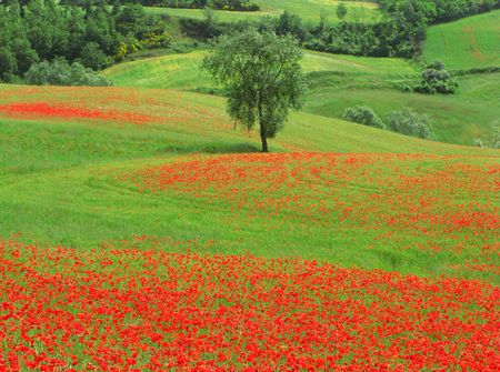 poppy fields in the italian countrysideの写真素材