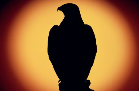 buzzard (buteo buteo) against  setting sun