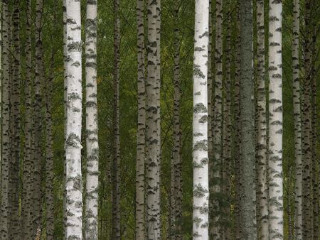 birch tree trunks