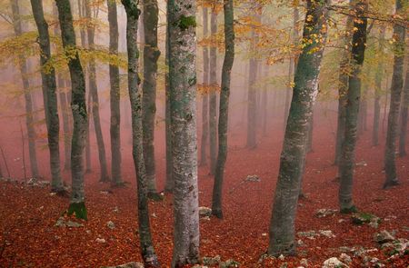 a beech tree forest in autumnの写真素材