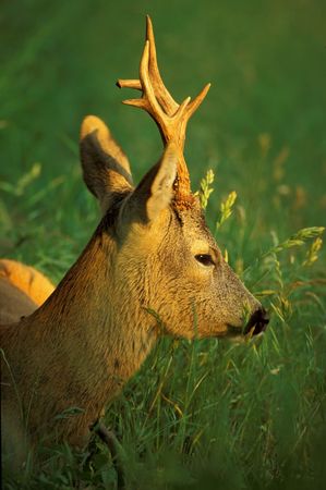  roe deer male resting in a meadowの写真素材