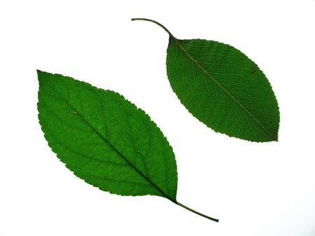 apple and pear leaves isolated on whiteの写真素材