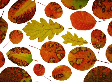 autumn leaves isolated on white