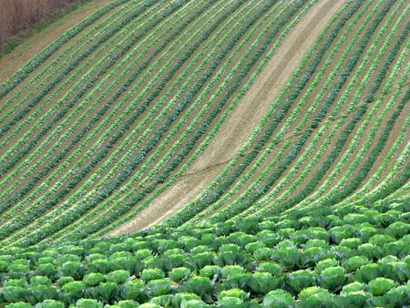 field of cabbages, italian countryside