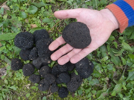 just picked black trufflesの写真素材