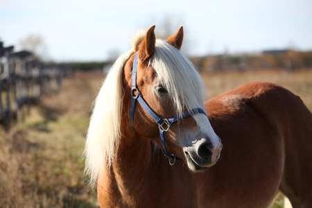 Proud haflinger in a pastureの写真素材