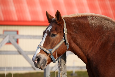 Impressive belgian draft horseの写真素材