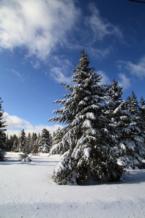 Snow covered spruce treesの写真素材