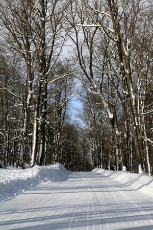 Winter in the sugar bushesの写真素材