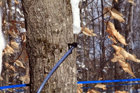 Collecting maple tree sap with plastic taps and tubing の写真素材