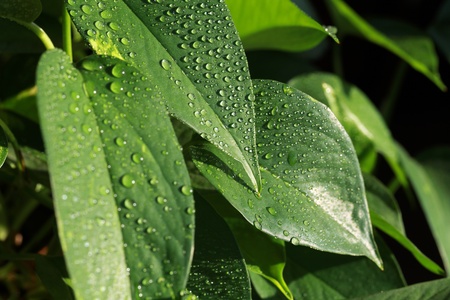 Close-up of pothos houseplantの写真素材