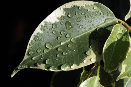 Close-up of ficus leafの写真素材