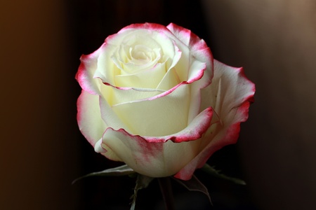 Beautiful red and cream roseの写真素材