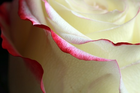 Elegance of a roseの写真素材