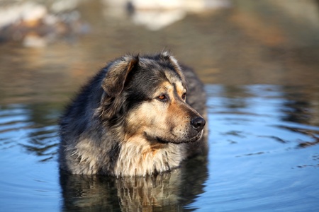 Family dog swimming in a pond on a frisky autumn morning の写真素材