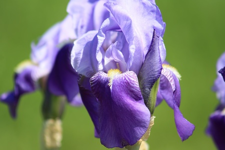 Closeup of a purple iris の写真素材