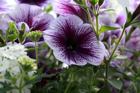 Surfinia Petunia blue veinの写真素材