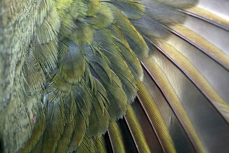 Close up of a feathered wing