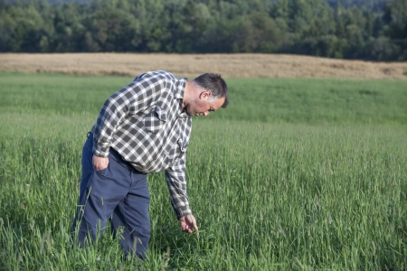 Farmer checking the crop in his fieldの写真素材