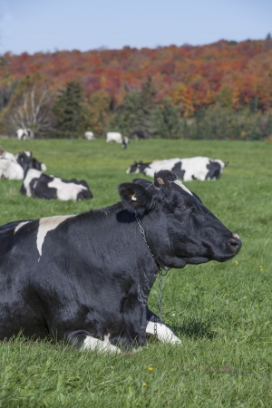 Holstein cow relaxing on a beautiful autumn morningの写真素材