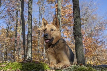 Beautifulalert female German shepherdの写真素材