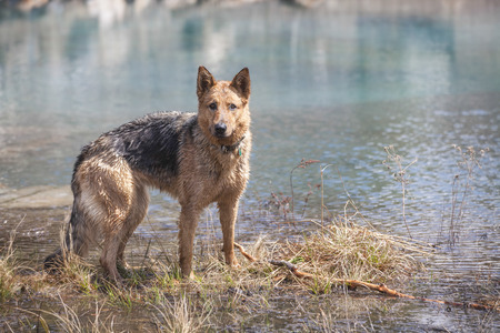 German Shepherd playing in the water