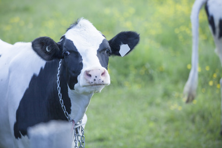 Young Holstein heifer in pasture located in Quebec, Canadaの写真素材