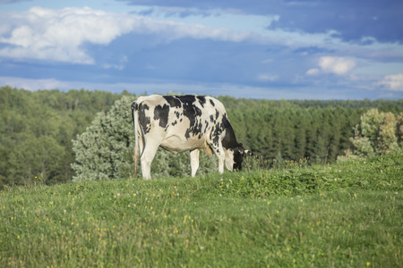 Holstein heifer grazing on a beautiful summer afternoonの写真素材