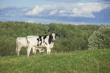 Holstein cattle grazing on a beautiful summer afternoonの写真素材