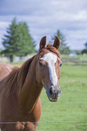 Beautiful horse standing in a pastureの写真素材