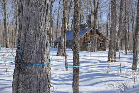 Old abandoned sugar shack in a sugar bushの写真素材