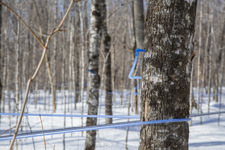 Plastic tubes attached to maple tree to collect maple sapの写真素材