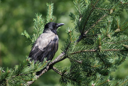 A gray crow sits on a green background. Bill is black, head is wings, back is gray. Eyes glistening...