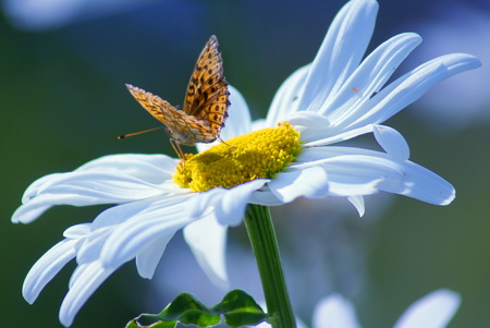 The flower is white, the middle is yellow. There are many dark spots on butterfly wings. Green background.の写真素材