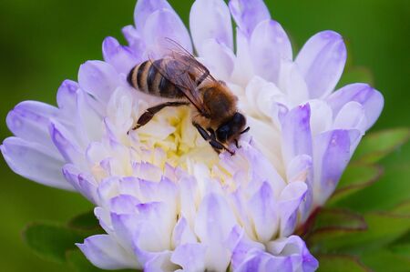 On the delicate lilac flower Aster sits a bee. The background is green.の写真素材