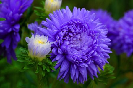 Beautiful flower Aster-beauty blue. Near the Aster Bud. The background is green.の写真素材