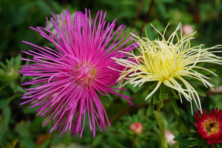 Aster flowers are bright pink and yellow. The background is green.の写真素材