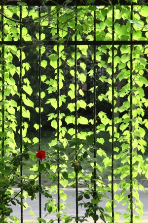 Many green leafages on the cirrusの写真素材