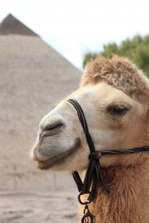 A llama with a pyramid background.の写真素材